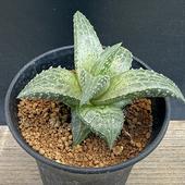 ¿����ʪ���ϥ������ �緿ε��*��8��������ʡ����ʸ¤�