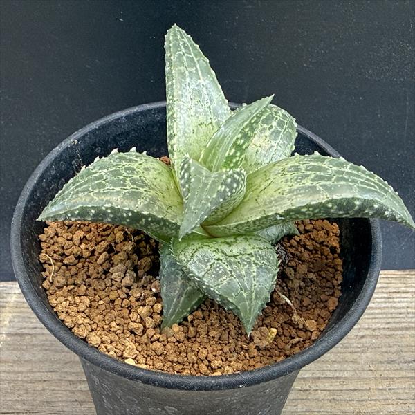 スノーレパード　ハオルチア　多肉植物 砂漠の宝石ど呼ばれる南アフリカ原産の 多肉植物