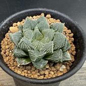 ¿����ʪ���ϥ�������� ��̴��*��5���