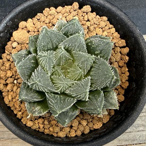 多肉植物：ハオルチア 初夢殿*幅5cm | サボテン＆多肉植物,多肉植物