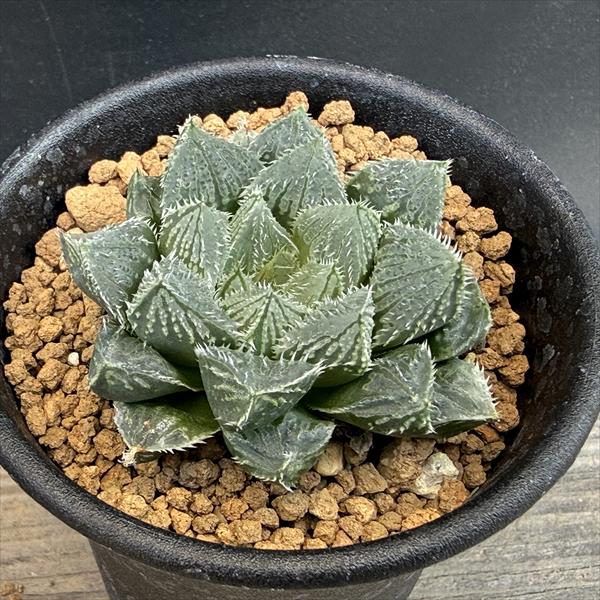 ハオルチア ソルディダ 実生4本植え (多肉植物・サボテン) ハオルチア