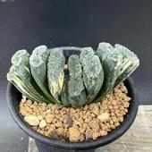 ���ò���¿����ʪ���ϥ�������������*��7��������ʡ����ʸ¤�