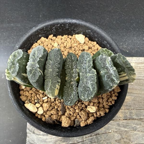 ☆特価☆多肉植物：ハオルチア 玉扇錦*幅7cm 現品！一品限り