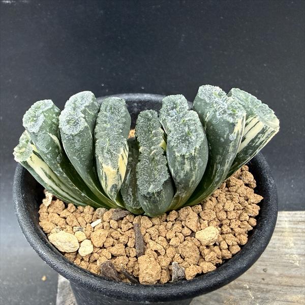 ☆特価☆多肉植物：ハオルチア 玉扇錦*幅7cm 現品！一品限り