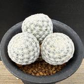 ���ܥƥ󡧥ޥߥ�ꥢ ��Ļ ��Ƭ ����*��4.5���