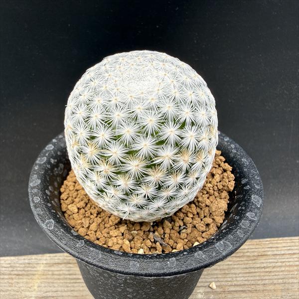 ���ܥƥ󡧥ޥߥ�ꥢ����Ļ������*L ��4.5���