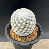 ���ܥƥ󡧥ޥߥ�ꥢ����Ļ������*L ��4.5���