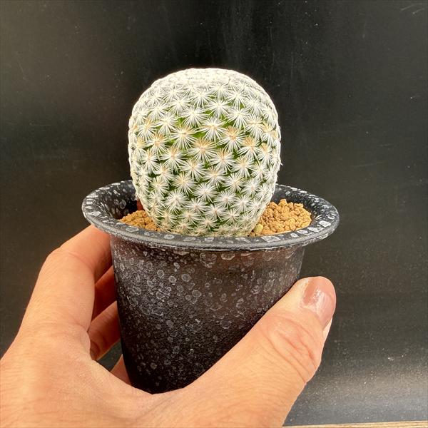 サボテン：マミラリア 白鳥 実生*L 幅4.5cm | サボテン＆多肉植物