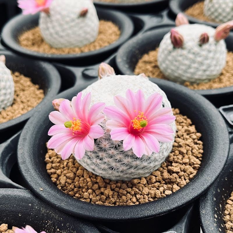 サボテン：マミラリア 白鳥 実生*L 幅4.5cm | サボテン＆多肉植物