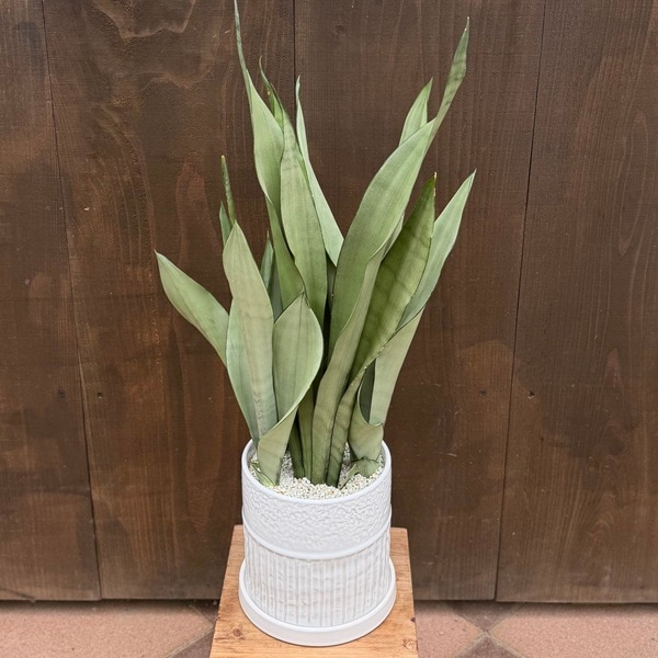 ������졡���տ�ʪ�����󥹥٥ꥢ �ࡼ�󥷥㥤�� ȭ���� ������*���󥻥٥ꥢ