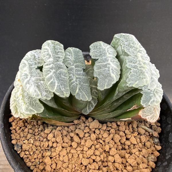 多肉植物 ハオルチア   セール 1株 500円 送料200円 早い者勝ち 3 多肉植物 ハオルチア セール 1株 500円 送料200円 組み合わせ自由 多肉