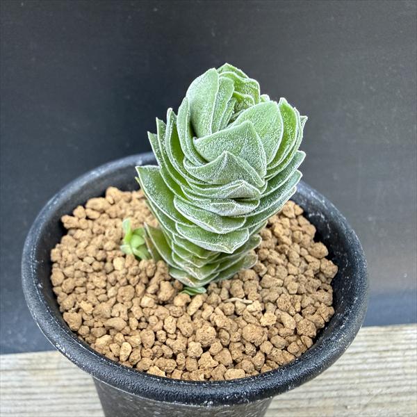 ¿����ʪ������å��� �֥å����ƥ�ץ�*��2.5��������ʡ����ʸ¤�