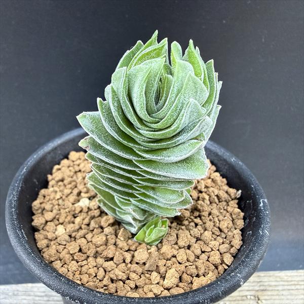 ¿����ʪ������å��� �֥å����ƥ�ץ�*��3.5��������ʡ����ʸ¤�