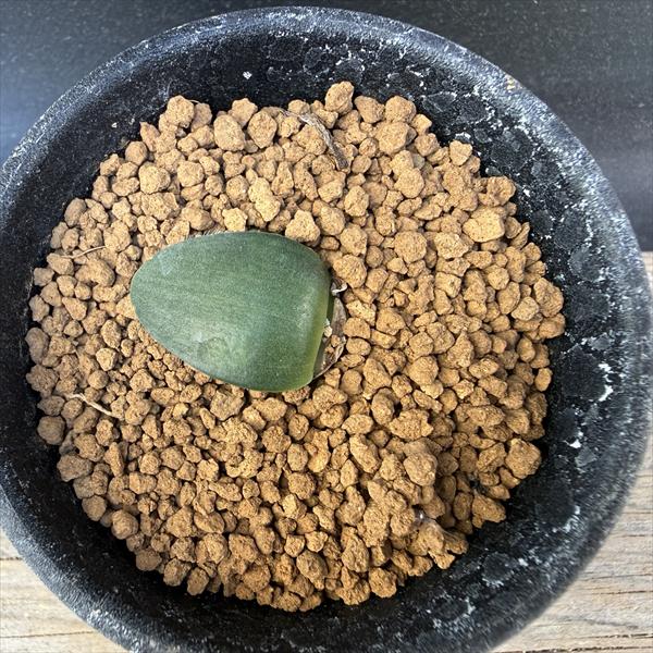 球根植物：ハエマンサス アルビフロース マユハケオモト*ミニ 葉幅2.5