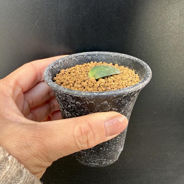 球根植物：ハエマンサス アルビフロース マユハケオモト*ミニ 葉幅2.5