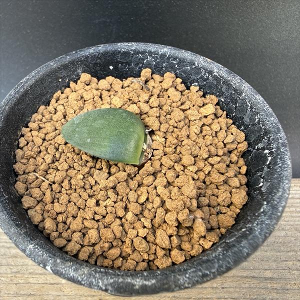 球根植物：ハエマンサス アルビフロース マユハケオモト*ミニ 葉幅2.5