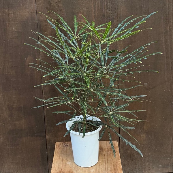 おしゃれ 観葉植物：アラレア*4号 プラポット | 観葉植物,ミディアム