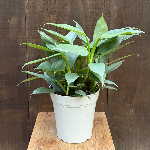 おしゃれ 観葉植物：フィロデンドロン シルバーメタル*5号 プラポット