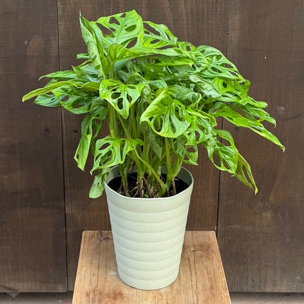 おしゃれ 観葉植物：マドカズラ*5号プラポット | 観葉植物,ミディアム