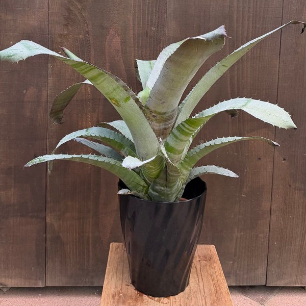 おしゃれ 観葉植物：エクメア ヌディカリウス*6号 プラポット Aechmea 