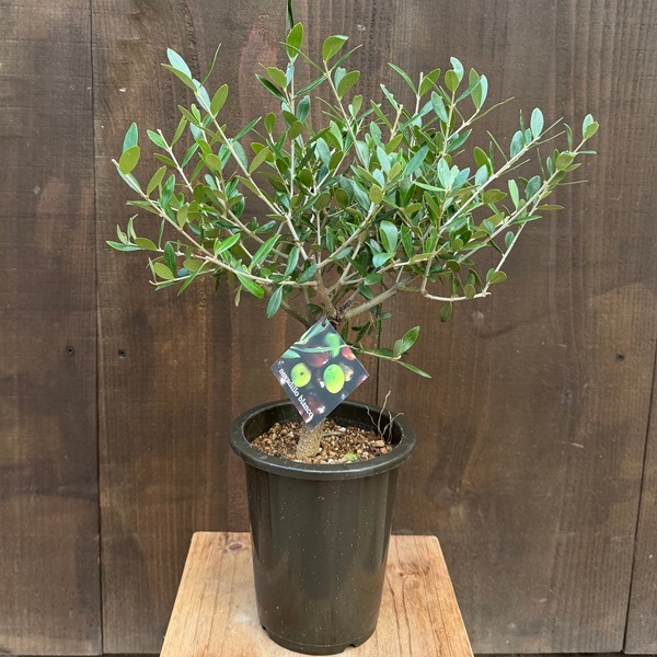 オリーブ　創樹　ネバディロブランコ　5 観葉植物 SOUJU（創樹）ブランド：オリーブの木 ネバディロブランコ*5