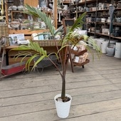 ���տ�ʪ���ȥå���䥷 ���� ����*6�� �򥻥饢����ȭ�������緿��ޥ���