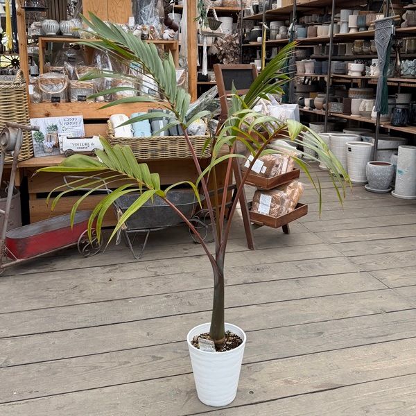 観葉植物：トックリヤシ 実生 ロング*6号 白セラアート鉢植え 大型 