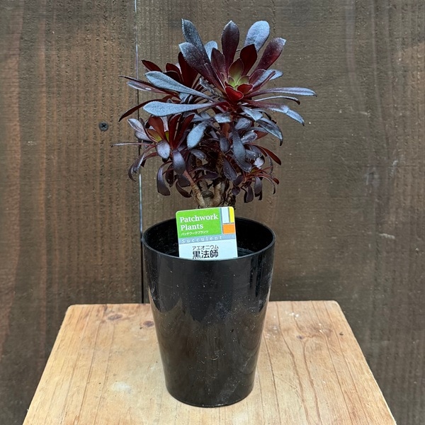 ������� ���տ�ʪ���������˥��� �����ۥ���*3�� ��ˡ�� �����ۤ���