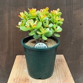 ���տ�ʪ����Τʤ��� ɱ����ַ�*5�� �ץ�ݥå�