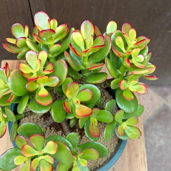 観葉植物：金のなる木 姫黄金花月*5号 プラポット | 観葉植物