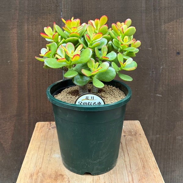観葉植物：金のなる木 姫黄金花月*5号 プラポット | 観葉植物