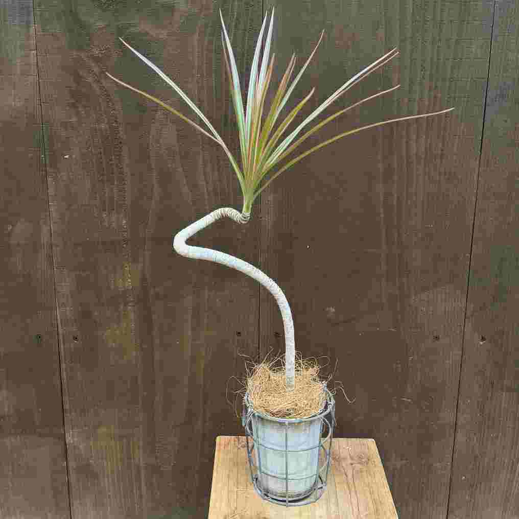 ���տ�ʪ���ɥ饻�� ���󥷥�� �쥤��ܡ� ȭ���С�*�֥ꥭ �����䥷����