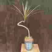 ���տ�ʪ���ɥ饻�� ���󥷥�� �쥤��ܡ� ȭ���С�*�֥ꥭ �����䥷����