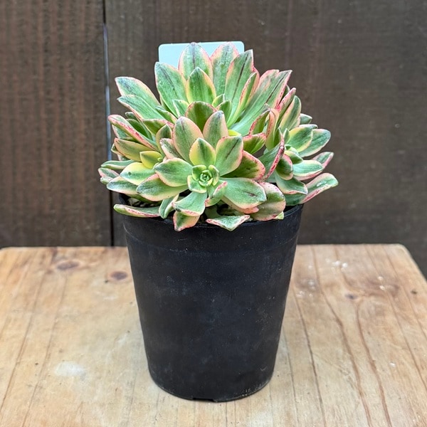 ������� ���տ�ʪ���������˥��� ż���*�ƥ����˥���