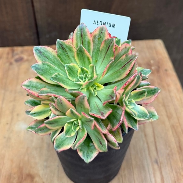 おしゃれ 観葉植物：アエオニウム 甜茶錦*テンチャニシキ | 観葉植物