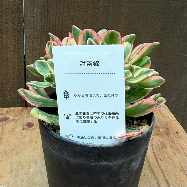 おしゃれ 観葉植物：アエオニウム 甜茶錦*テンチャニシキ | 観葉植物