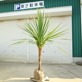 ���ڡ����ڡ��ɥ饻��(�˥���������)���른��͡��������ȥ�ꥹ*���ʸ¤ꡪ������160��� ����190������������ȯ��