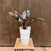 ������� ���տ�ʪ���ե����ǥ�ɥ���֥�å������ǥ��ʥ�*6�� �֥�å��������ʥ�