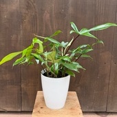������� ���տ�ʪ���ե����ǥ�ɥ��� �ե����*6�� Philodendron 'Florida'