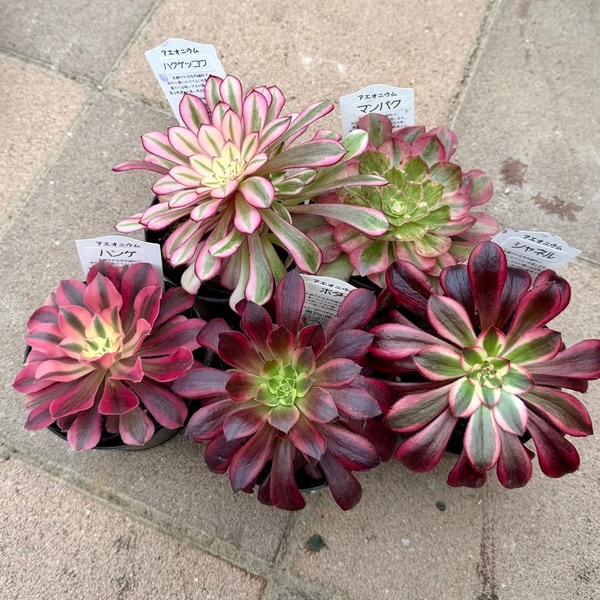 ������� ���տ�ʪ �ʼ����٤롧�������˥��� 3��*�ޥ�ѥ� �ܥ��� �ϥ� �ϥ����å��� ����ͥ�