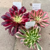 ������� ���տ�ʪ �ʼ����٤롧�������˥��� 2.5��*��ǥ塼�� �ԥ󥯥����å� ��С����ȡ���