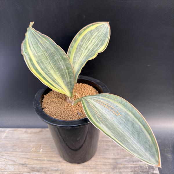 ���ò���¿����ʪ�����󥹥٥ꥢ�������ޥå��˥�����*����28��������ʡ����ʸ¤�