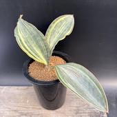 ���ò���¿����ʪ�����󥹥٥ꥢ�������ޥå��˥�����*����28��������ʡ����ʸ¤�