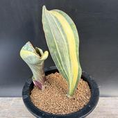 ���ò���¿����ʪ�����󥹥٥ꥢ�������ޥå��˥�����*����10��������ʡ����ʸ¤�