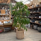 ������� ���տ�ʪ���ĥԥ��󥵥� ȭ���С�*������ ���� 2Ȣ�Ǥ��Ϥ� �緿�������