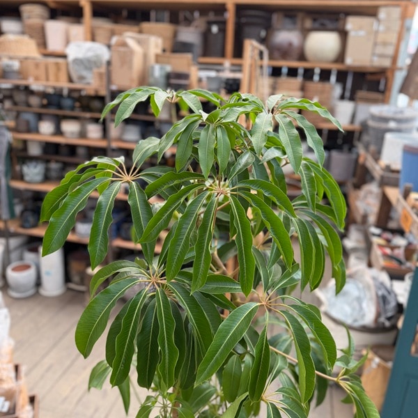 おしゃれ 観葉植物：ツピタンサス 鉢カバー*麻布付 現品 2箱でお届け