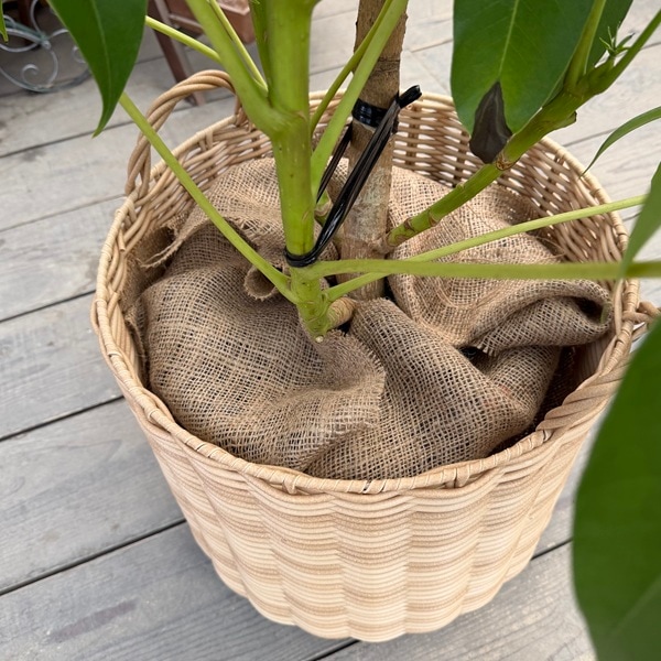 おしゃれ 観葉植物：ツピタンサス 鉢カバー*麻布付 現品 2箱でお届け