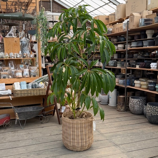 おしゃれ 観葉植物：ツピタンサス 鉢カバー*麻布付 現品 2箱でお届け