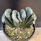 ���ò���¿����ʪ���ϥ������ ���𡡲�*��8.5��� ���ʡ����ʸ¤�