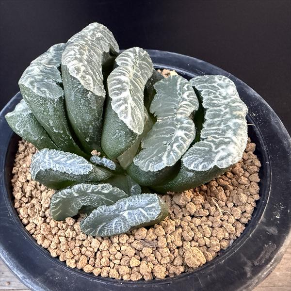 ☆特価☆多肉植物：ハオルチア 玉扇 ラベル落ち*幅8cm 現品！一品